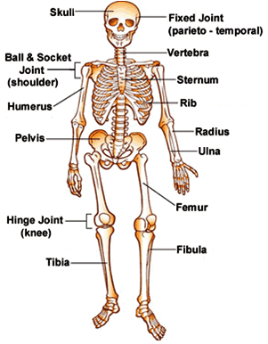 कंकाल तंत्र (Skeletal System)