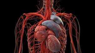 कंकाल तंत्र (Skeletal System)