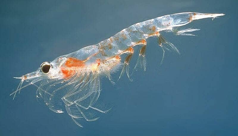 Plankton Organism Marine Organism - PhytoPlanktons & Zooplanktons
